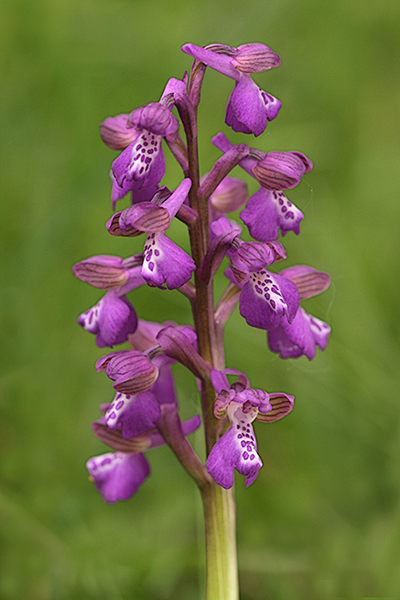 Anacamptis morio